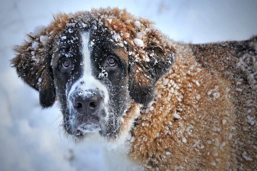 dog-in-the-snow-1168663_1280