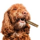 PJ Dog Treats & Chews
