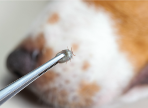 inspect-remove-ticks-dogs